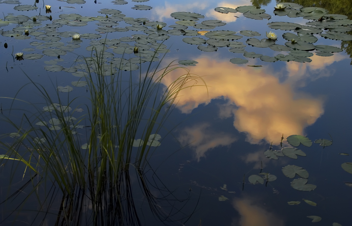 photo "The cloudlet" tags: nature, flowers