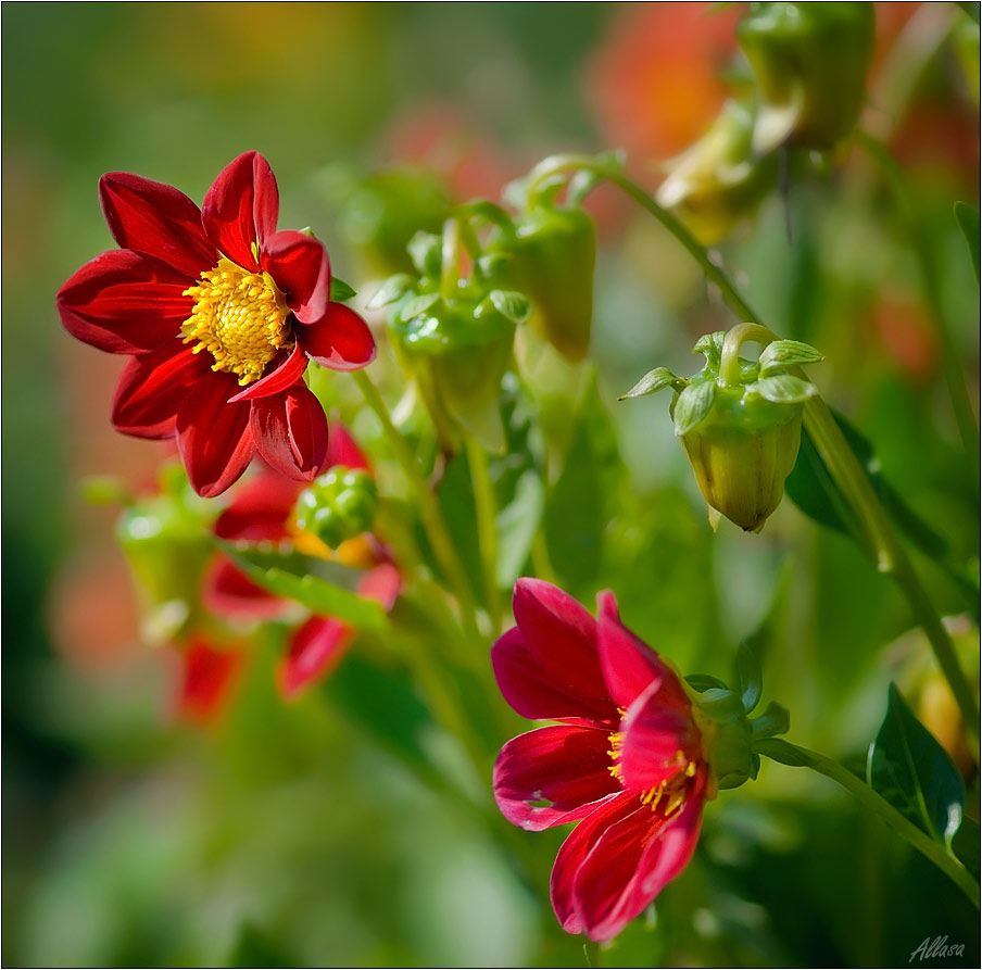 photo "***" tags: nature, flowers