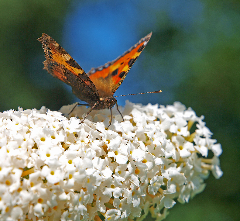 photo "Nektar..." tags: nature, macro and close-up, insect