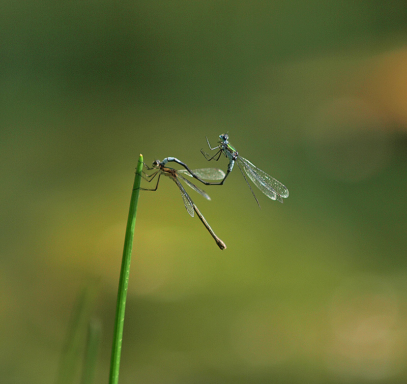 photo "Hang-On" tags: nature, macro and close-up, insect