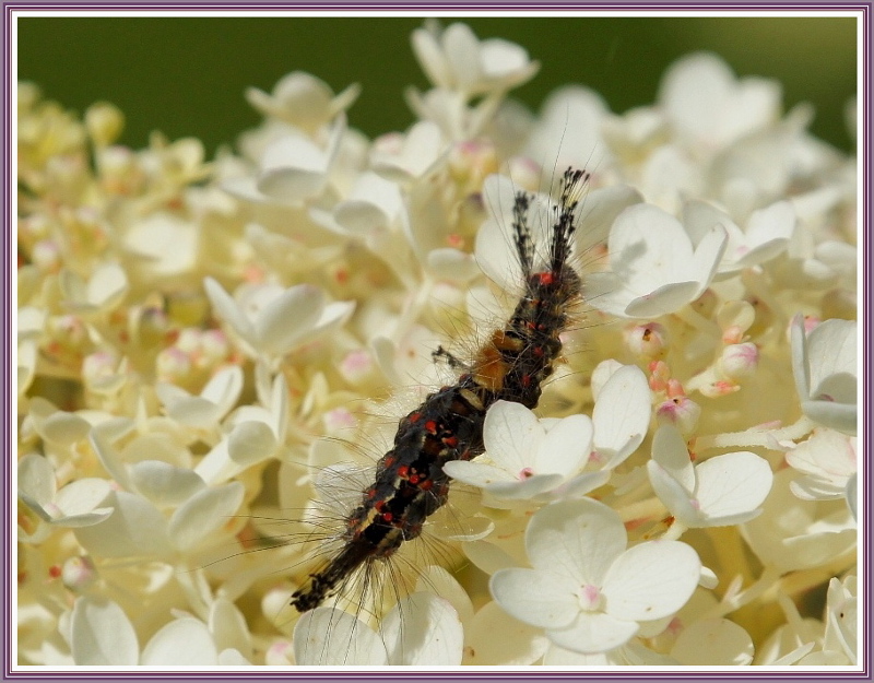 photo "***" tags: nature, flowers