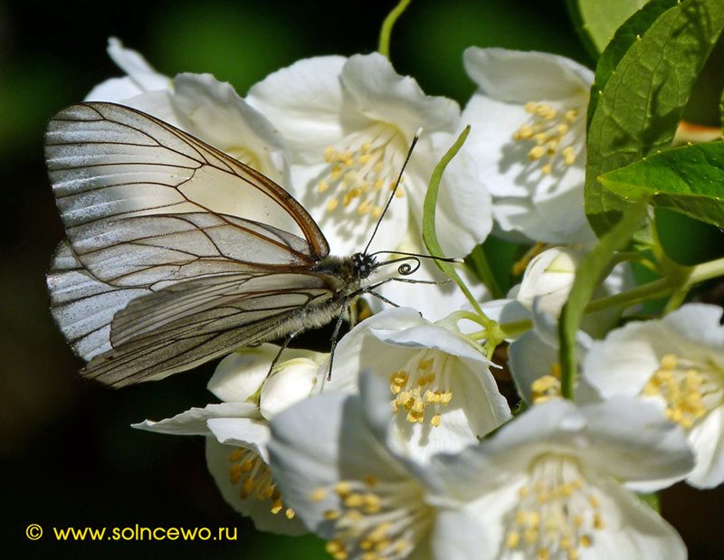 photo "***" tags: macro and close-up, 