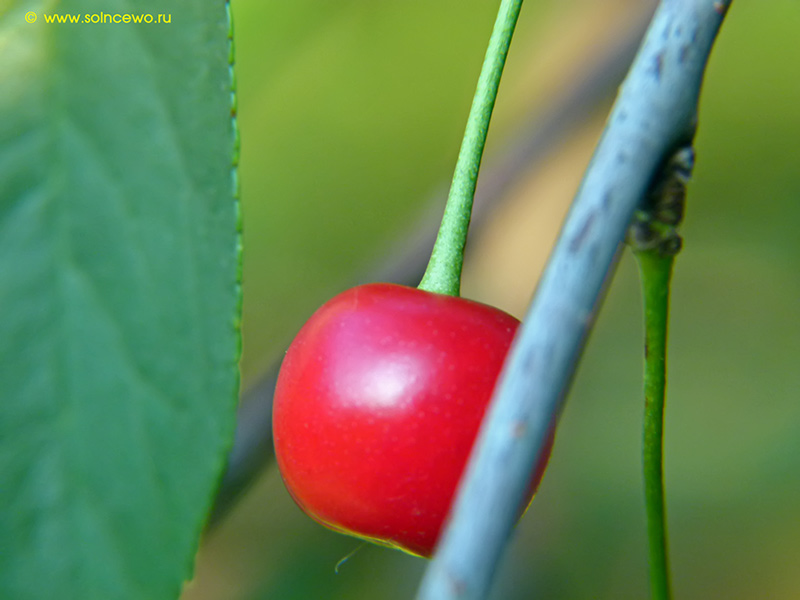 photo "***" tags: nature, 