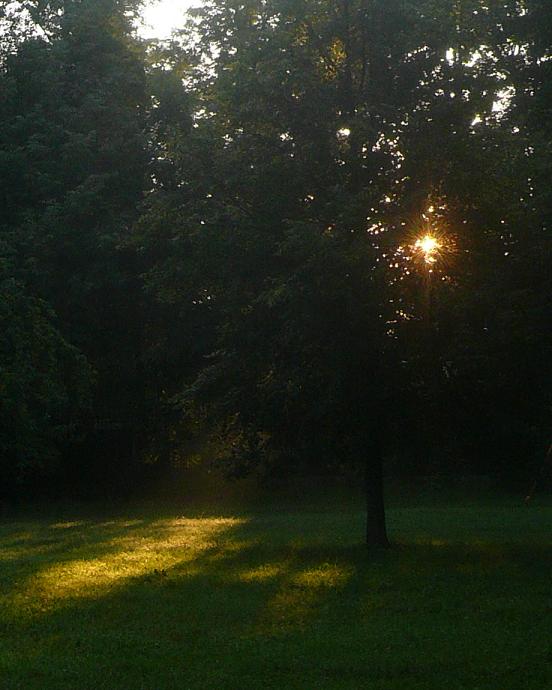 фото "...луч солнца в лесном царстве..." метки: пейзаж, лес