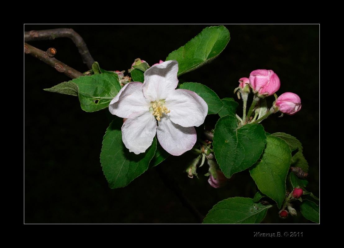 photo "***" tags: nature, macro and close-up, flowers