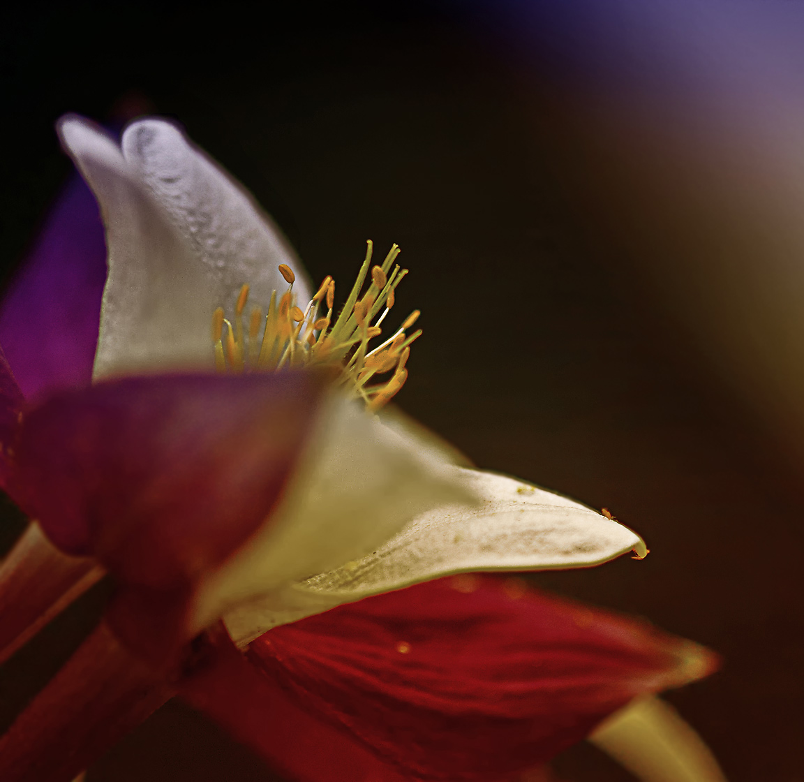 photo "To the light." tags: nature, macro and close-up, flowers