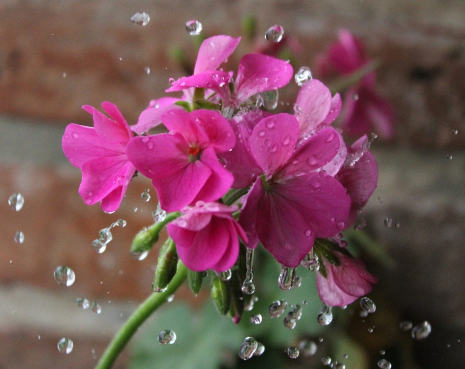 photo "Watering some pink flowers" tags: nature, flowers