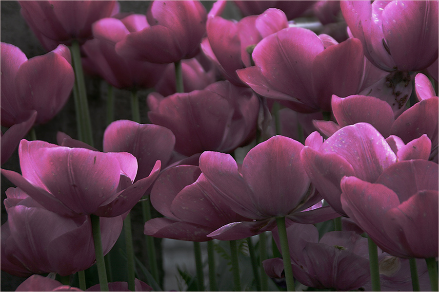 photo "The Tulips in Twilight" tags: nature, flowers