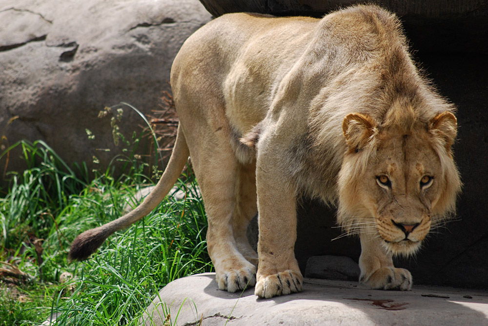 photo "неволя ....." tags: nature, wild animals