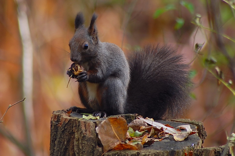 photo "***" tags: nature, wild animals
