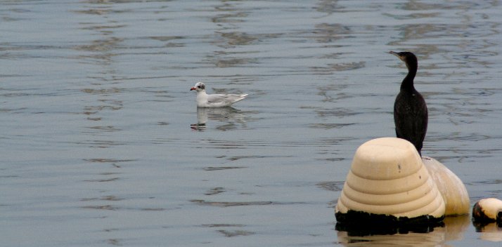 photo "two friends in the port" tags: landscape, water