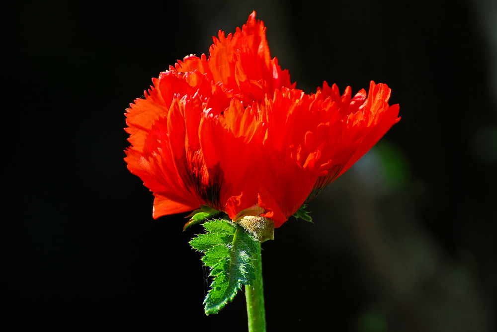 photo "the red papaver" tags: nature, flowers