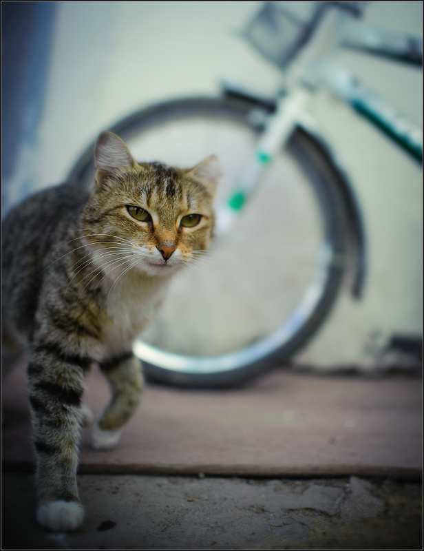 фото "Котяра" метки: природа, домашние животные