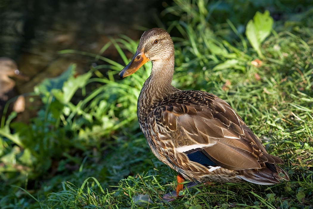 photo "***" tags: nature, portrait, wild animals