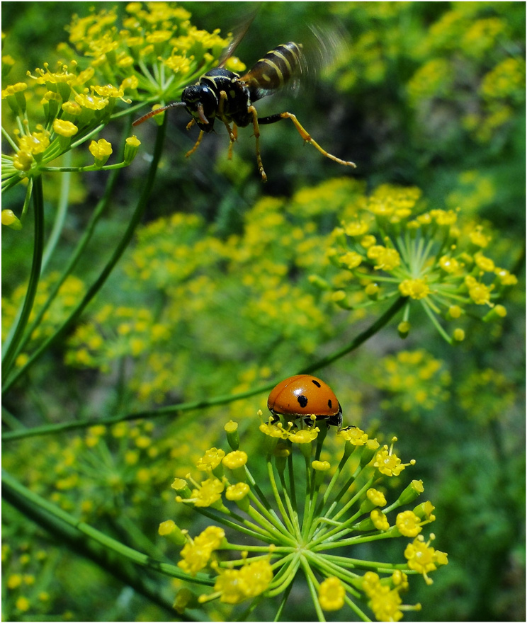 фото "Разрешите посадку" метки: природа, макро и крупный план, насекомое