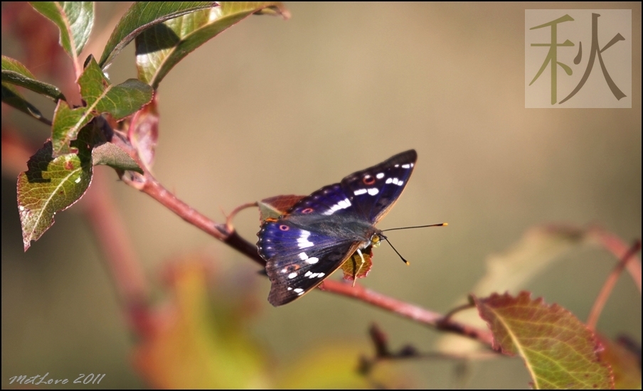 photo "Japanese motif of Indian summer" tags: nature, macro and close-up, insect