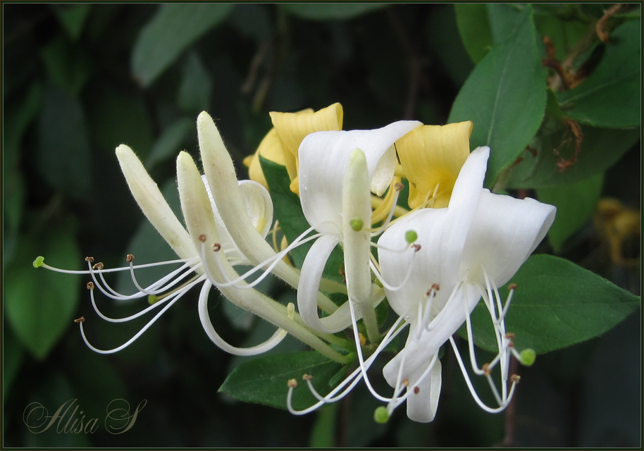 photo "***" tags: nature, flowers