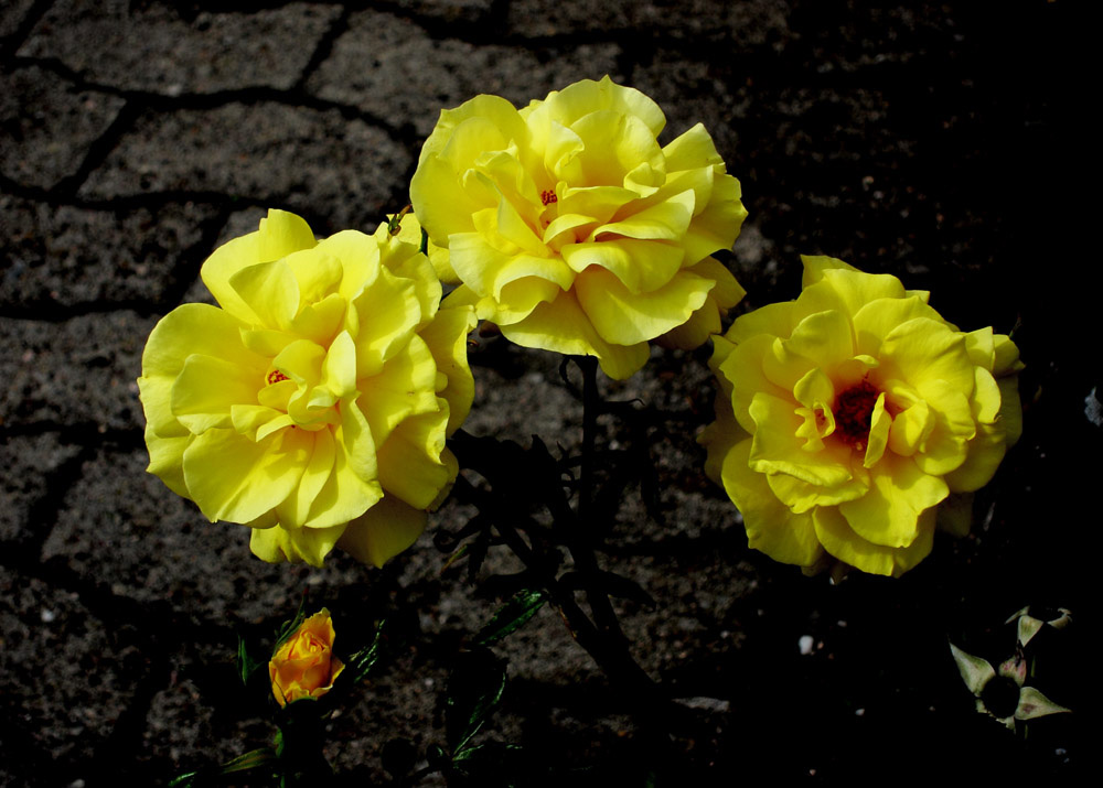 photo "***" tags: nature, macro and close-up, flowers