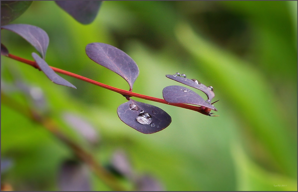 photo "***" tags: nature, flowers