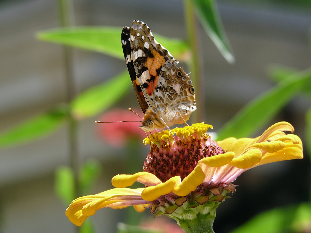 photo "Vanessa cardui" tags: nature, insect