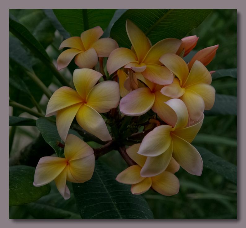 photo "Botanical gardens palmhouse" tags: nature, flowers