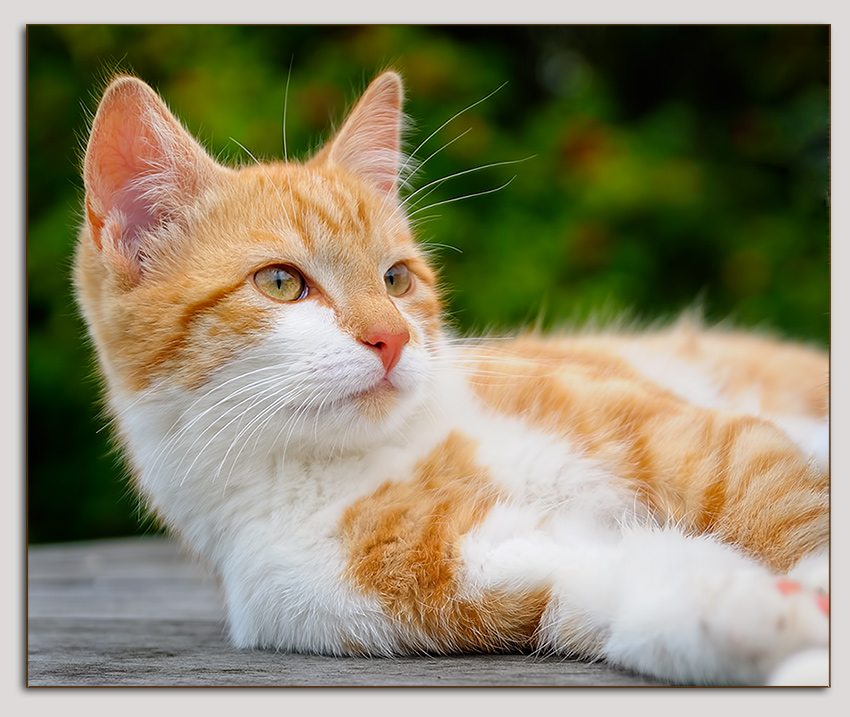 photo "***" tags: nature, pets/farm animals