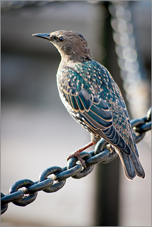 photo "***" tags: nature, wild animals