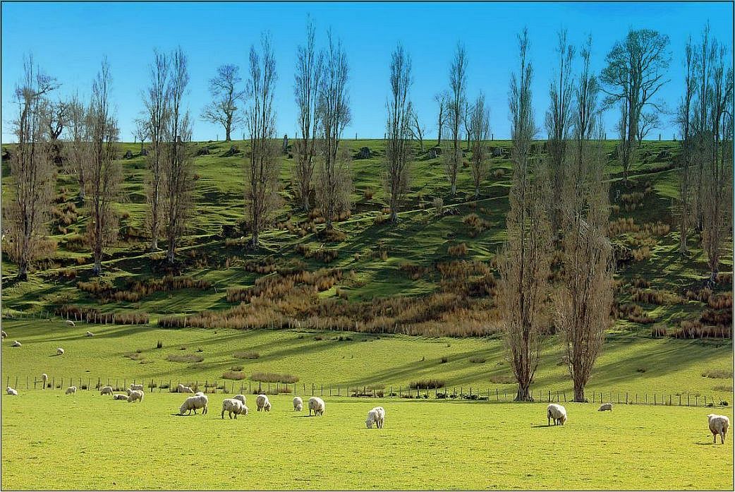 фото "Sheep Farm" метки: пейзаж, природа, весна, домашние животные