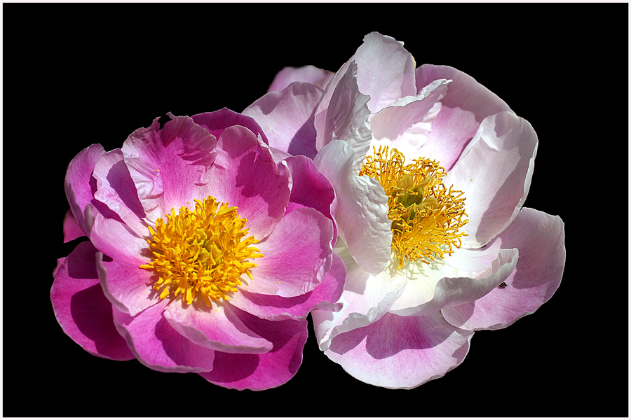 photo "Couple" tags: nature, macro and close-up, flowers