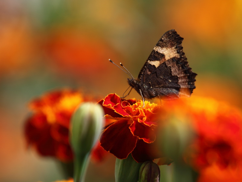 photo "***" tags: nature, flowers, insect