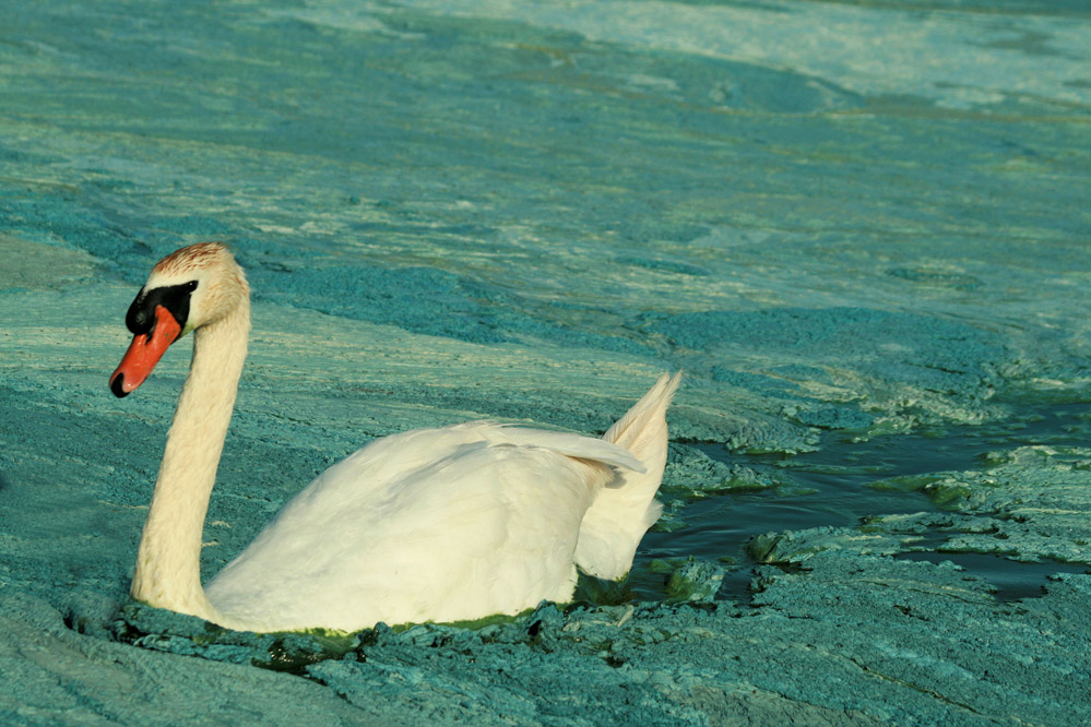 photo "***" tags: nature, genre, wild animals