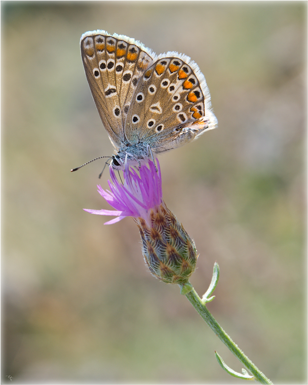 photo "Papillon" tags: nature, macro and close-up, insect