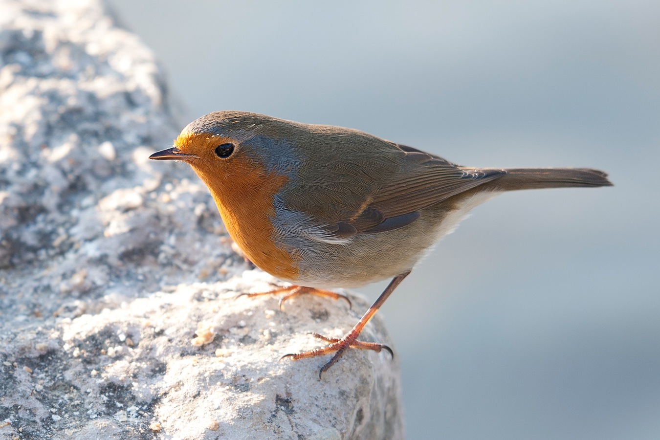 photo "Erithacus rubecula" tags: nature, wild animals