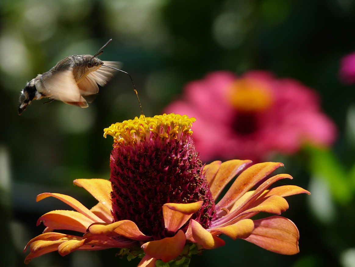 фото "Hummingbird Hawk-moth - Macroglossum stellatarum" метки: природа, макро и крупный план, насекомое