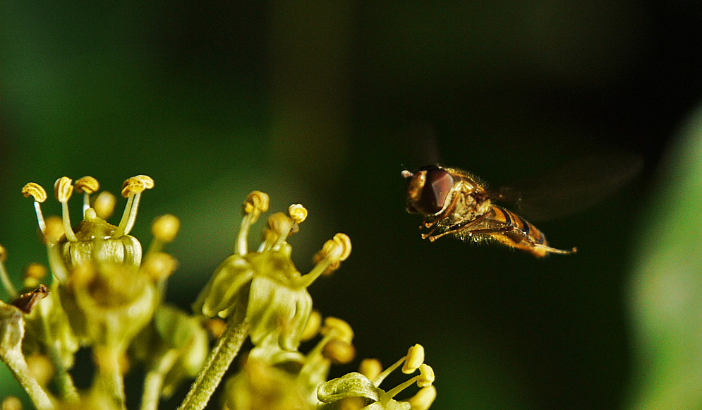 photo "Gear Down" tags: nature, macro and close-up, insect