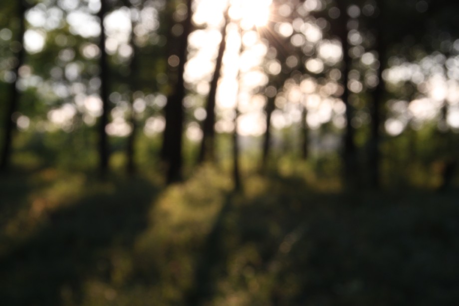 photo "***" tags: landscape, forest