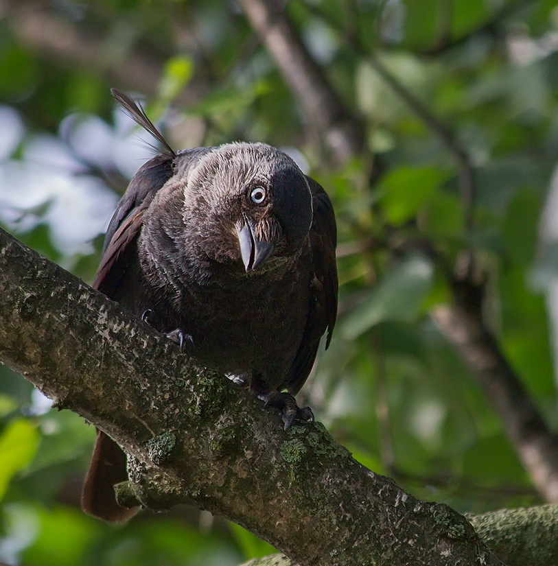 photo "***" tags: nature, wild animals