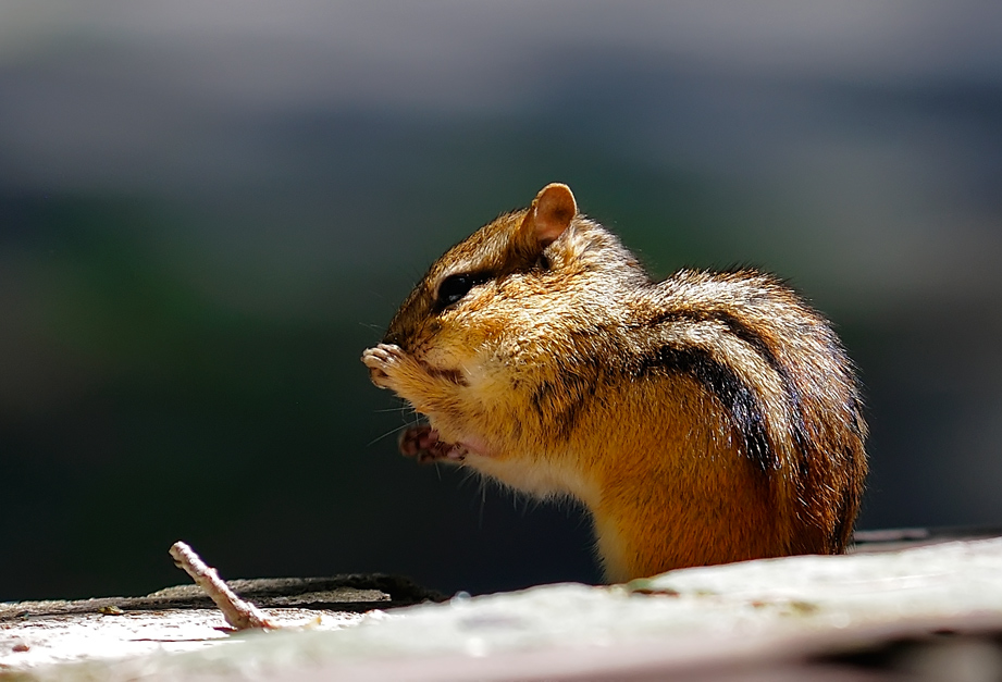 photo "***" tags: nature, wild animals