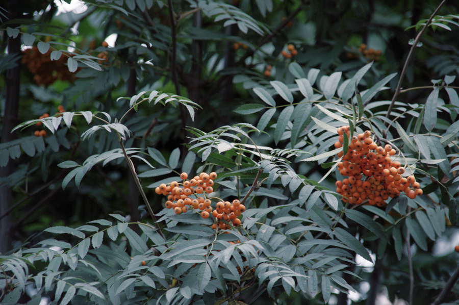 фото "Orange Berries..." метки: , 