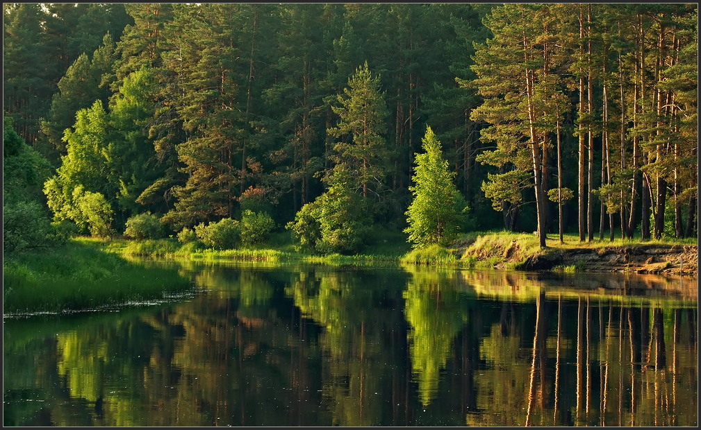 photo "***" tags: landscape, forest, summer