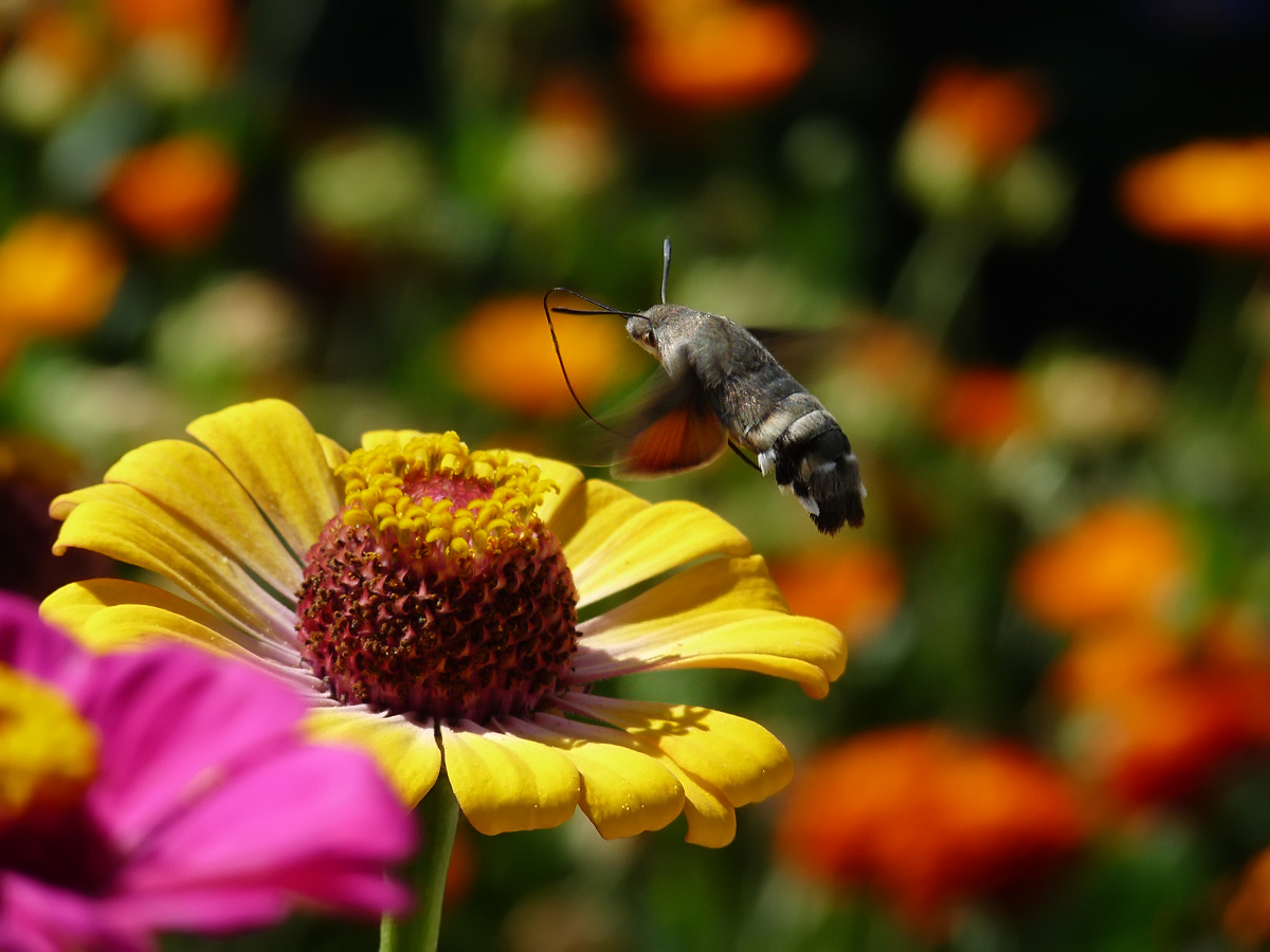 фото "Hummingbird Hawk-moth - Macroglossum stellatarum" метки: природа, насекомое