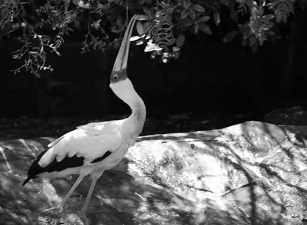 photo "***" tags: black&white, nature, 