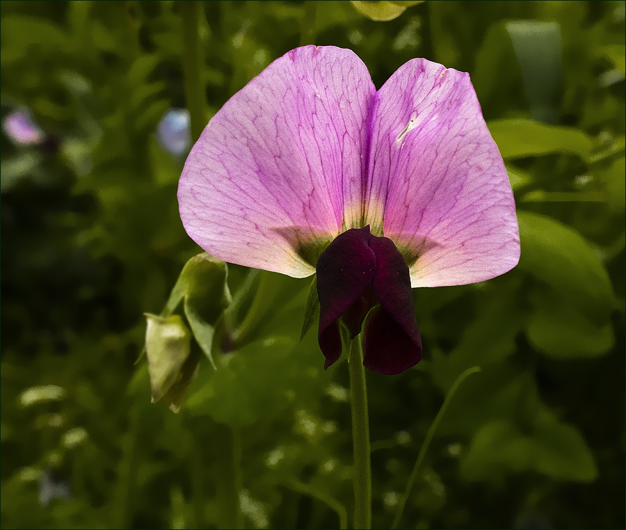 photo "Velvet humble handkerchief" tags: nature, macro and close-up, flowers