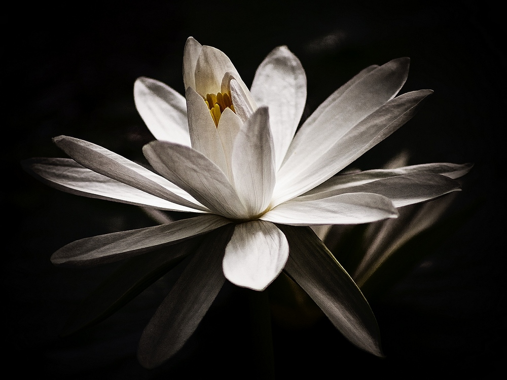 photo "white water lily" tags: nature, macro and close-up, flowers