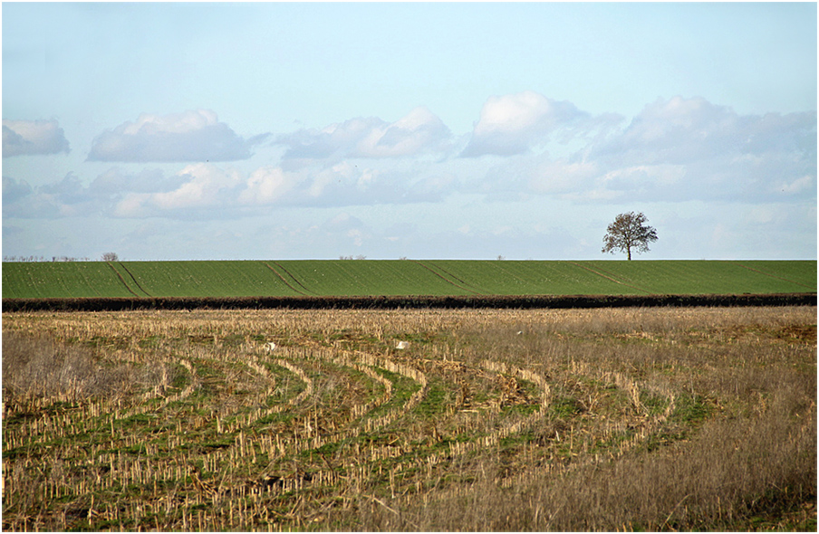 photo "***" tags: landscape, clouds, tree, дерева