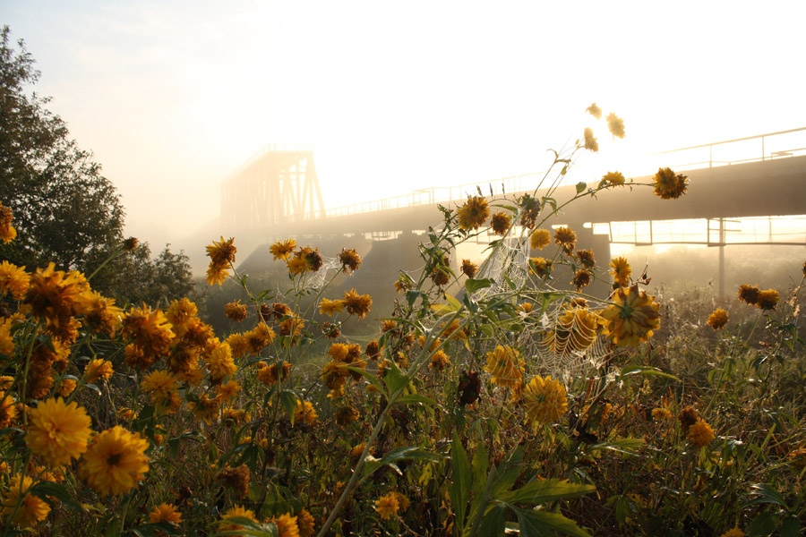 photo "mehr Licht" tags: landscape, nature, flowers, sunset