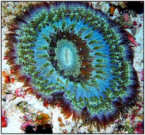 photo "***" tags: underwater, 