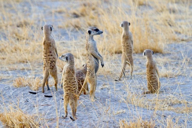 photo "***" tags: nature, wild animals