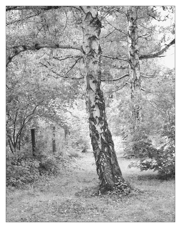 photo "Birches" tags: black&white, landscape, summer