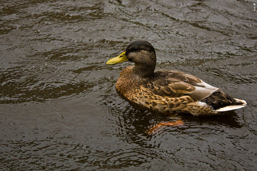 photo "***" tags: nature, genre, pets/farm animals